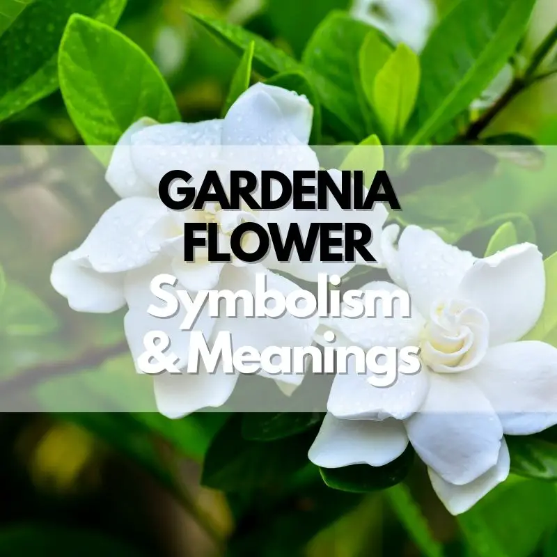 gardenia flower symbolism meaning and history