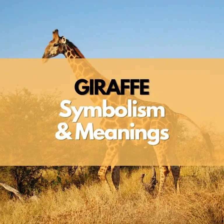 giraffe-symbolism-meanings-and-history-symbol-genie