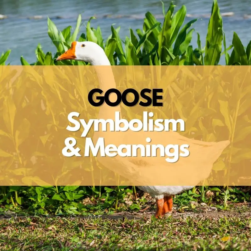 goose symbolism meaning and history