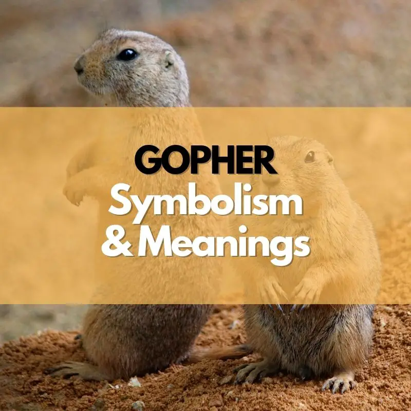 gopher symbolism meaning and history