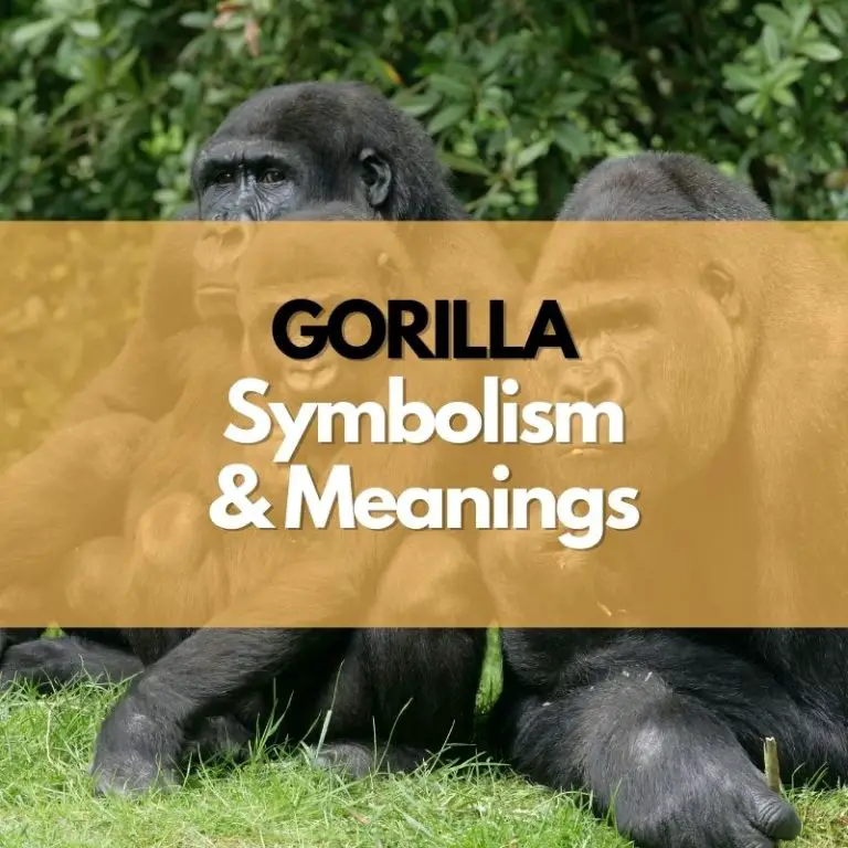 Gorilla: Symbolism, Meanings, and History - Symbol Genie