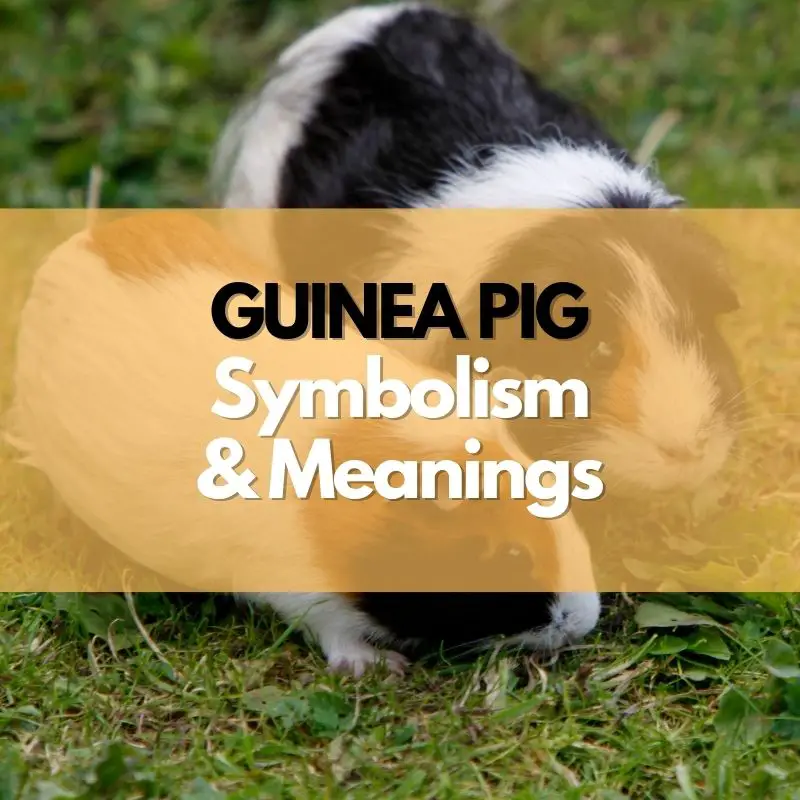 guinea pig symbolism meaning and history