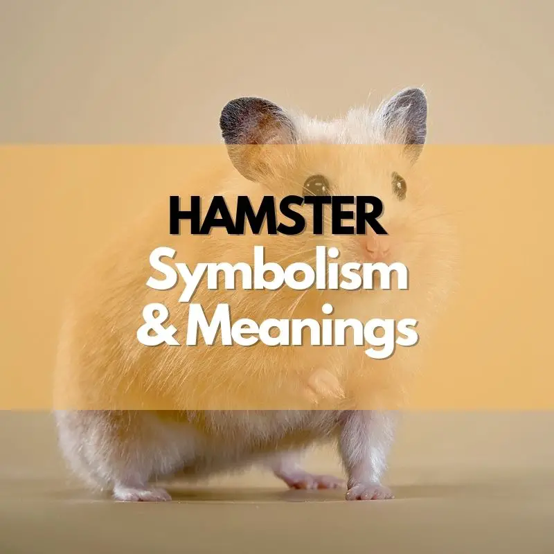 hamster symbolism meaning and history