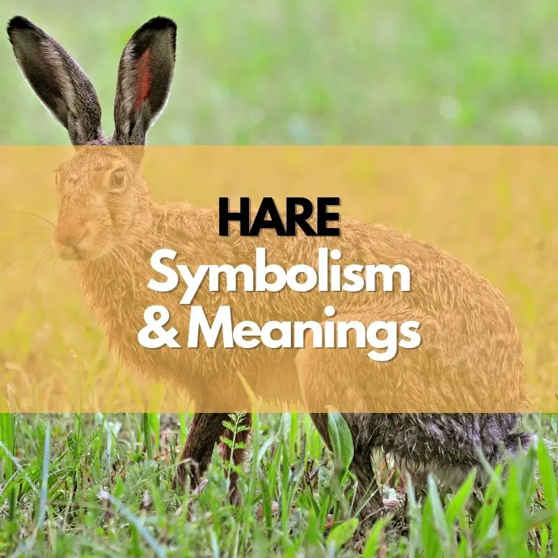 hare symbolism meaning and history