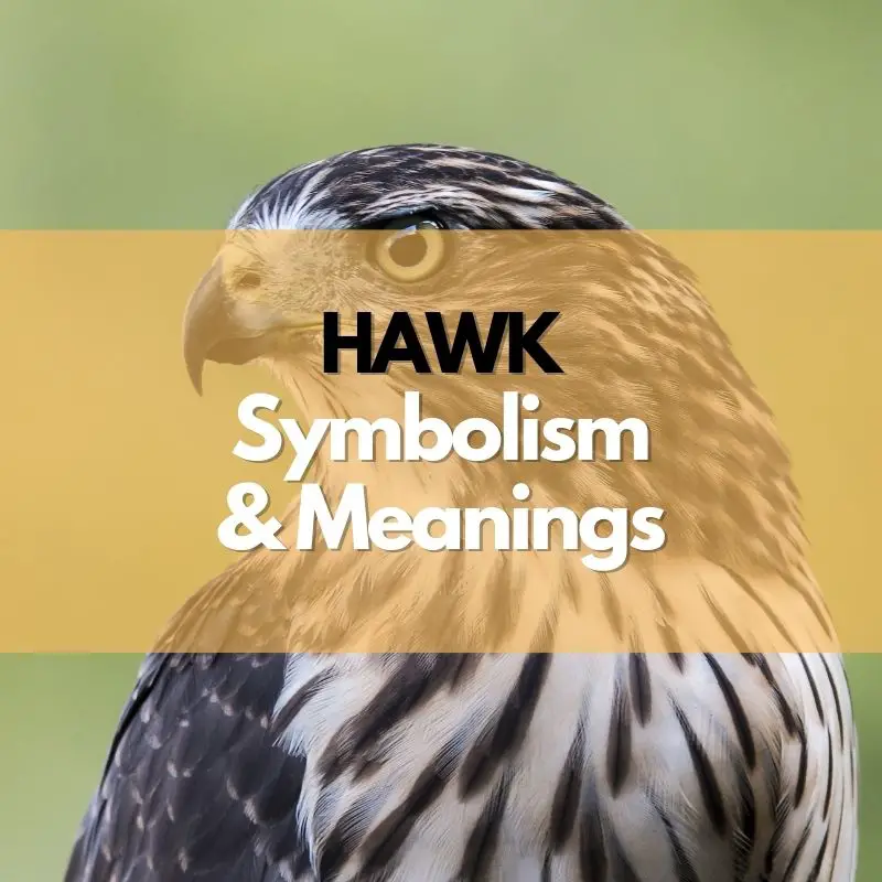 hawk symbolism meaning and history