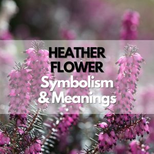 Heather Flower: Symbolism, Meanings, And History - Symbol Genie