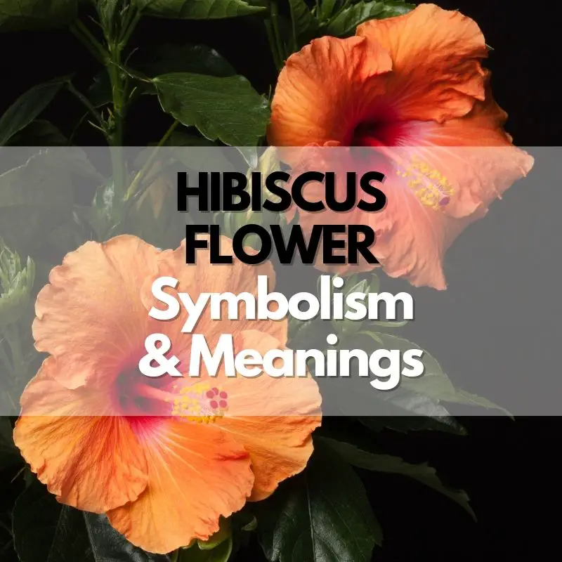 hibiscus flower symbolism meaning and history