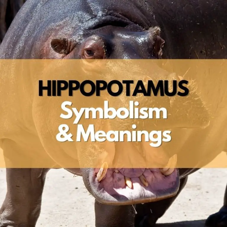 Hippopotamus Symbolism Meanings And History Symbol Genie 9443