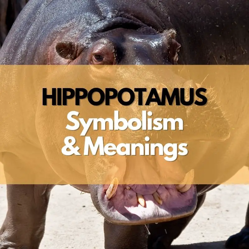 hippopotamus symbolism meaning and history