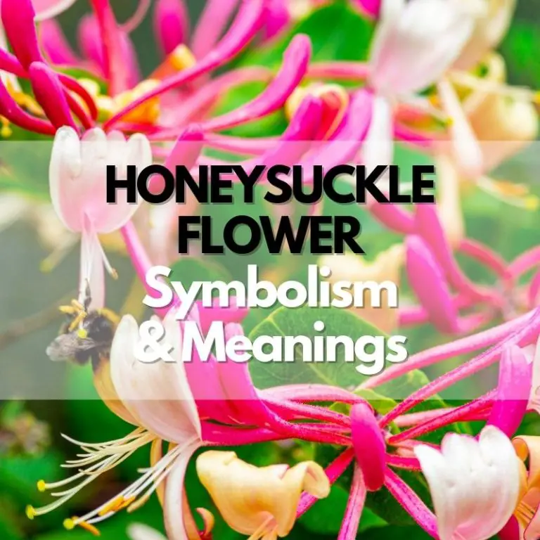 Honeysuckle Flower: Symbolism, Meanings, and History