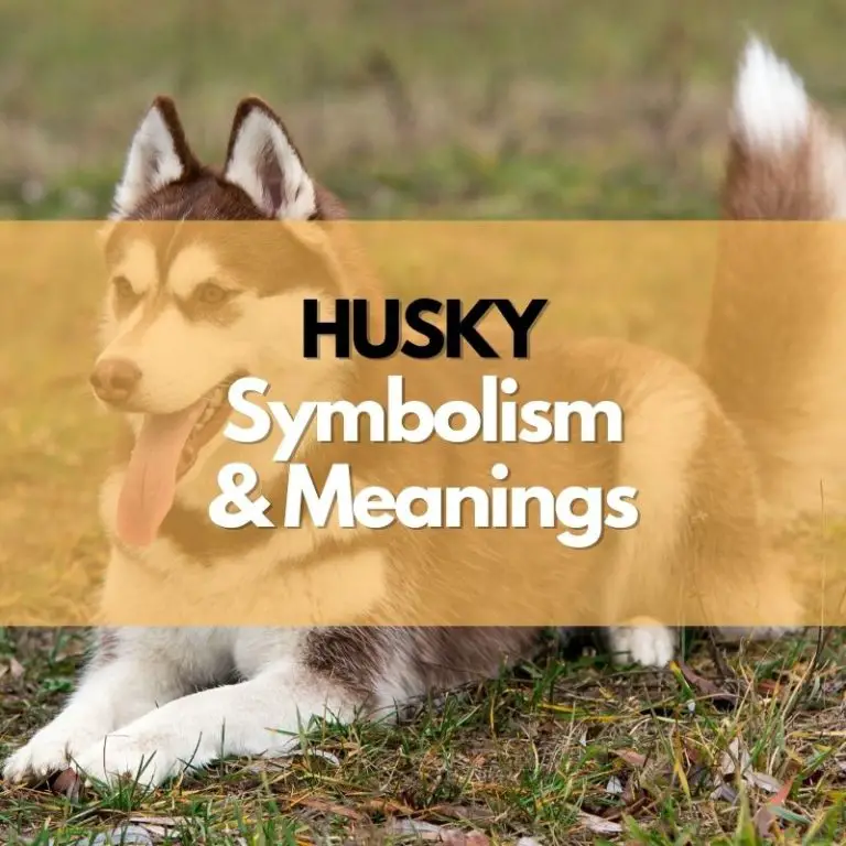 Husky Symbolism, Meanings, and History Symbol Genie
