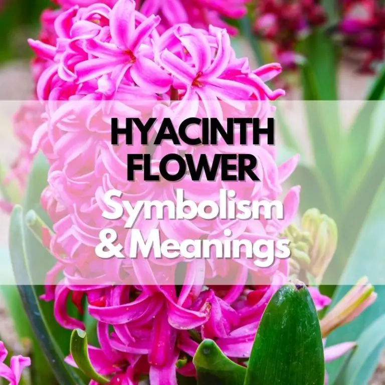 Hyacinth Flower: Symbolism, Meanings, and History