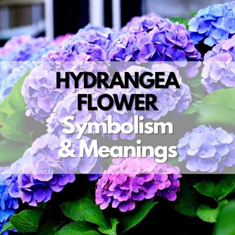 Hydrangea Flower: Symbolism, Meanings, and History