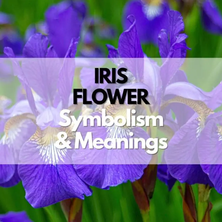 Iris Flower: Symbolism, Meanings, and History
