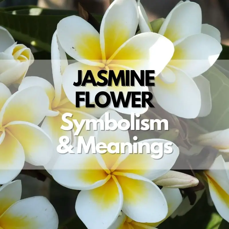 jasmine flower symbolism meaning and history