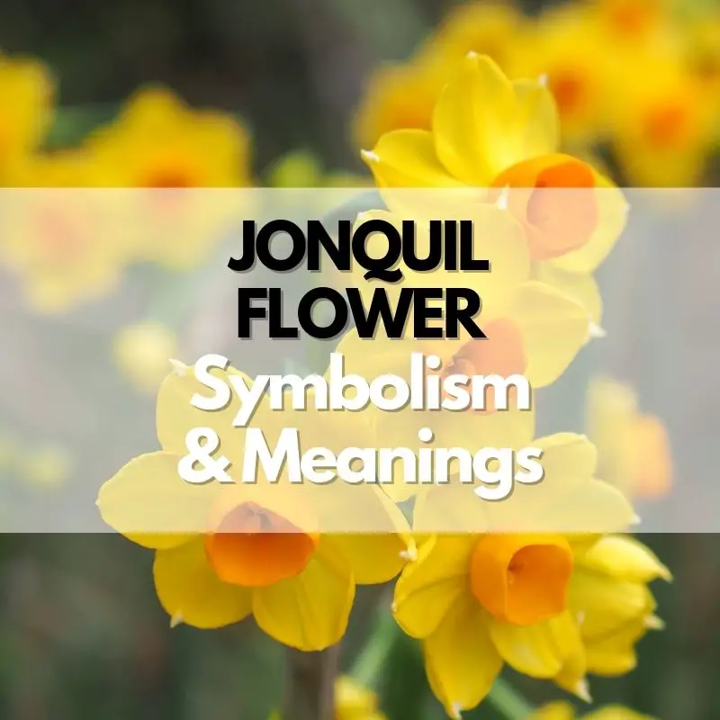 jonquil flower symbolism meaning and history