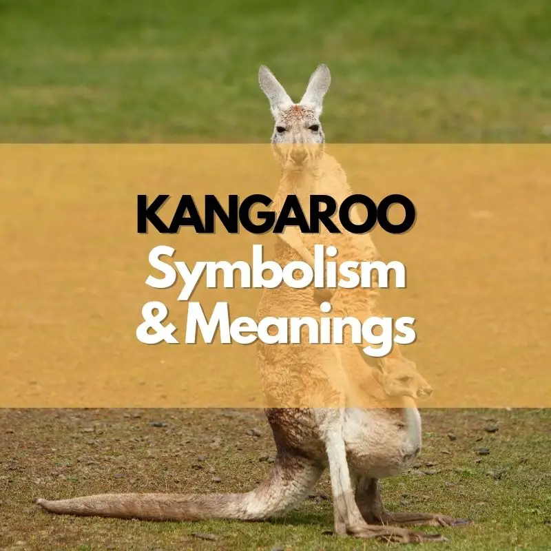 kangaroo symbolism meaning and history