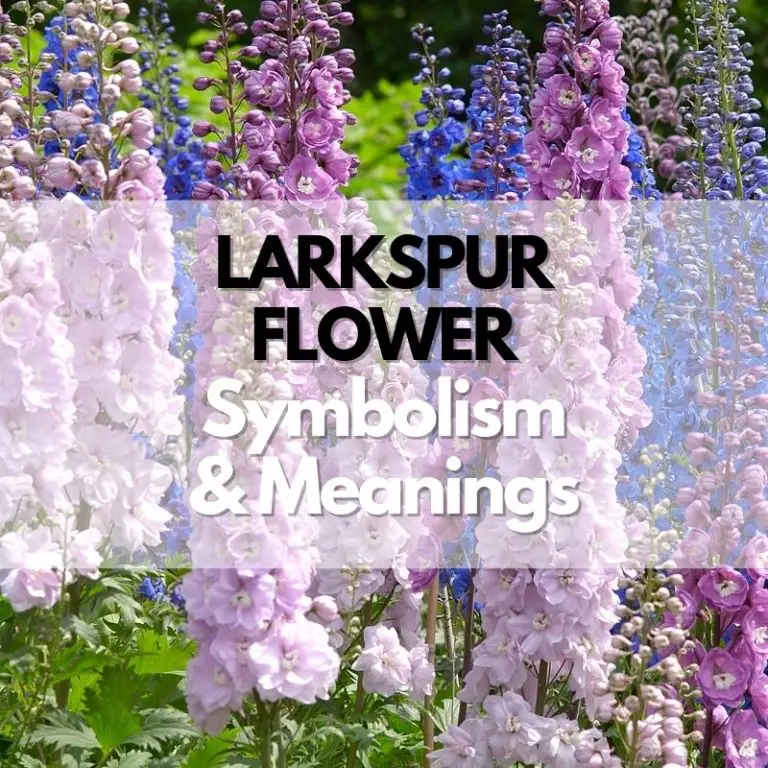 Larkspur Flower: Symbolism, Meanings, and History
