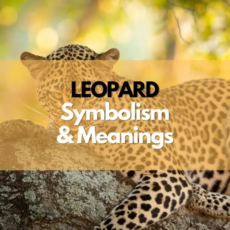 Leopard Symbolism, Meanings, and History Symbol Genie