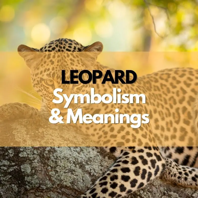 leopard symbolism meaning and history