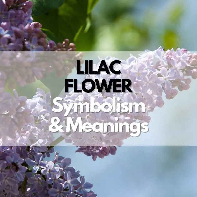 lilac flower symbolism meaning and history