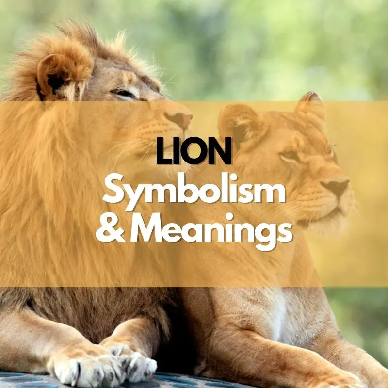 lion symbolism meaning and history