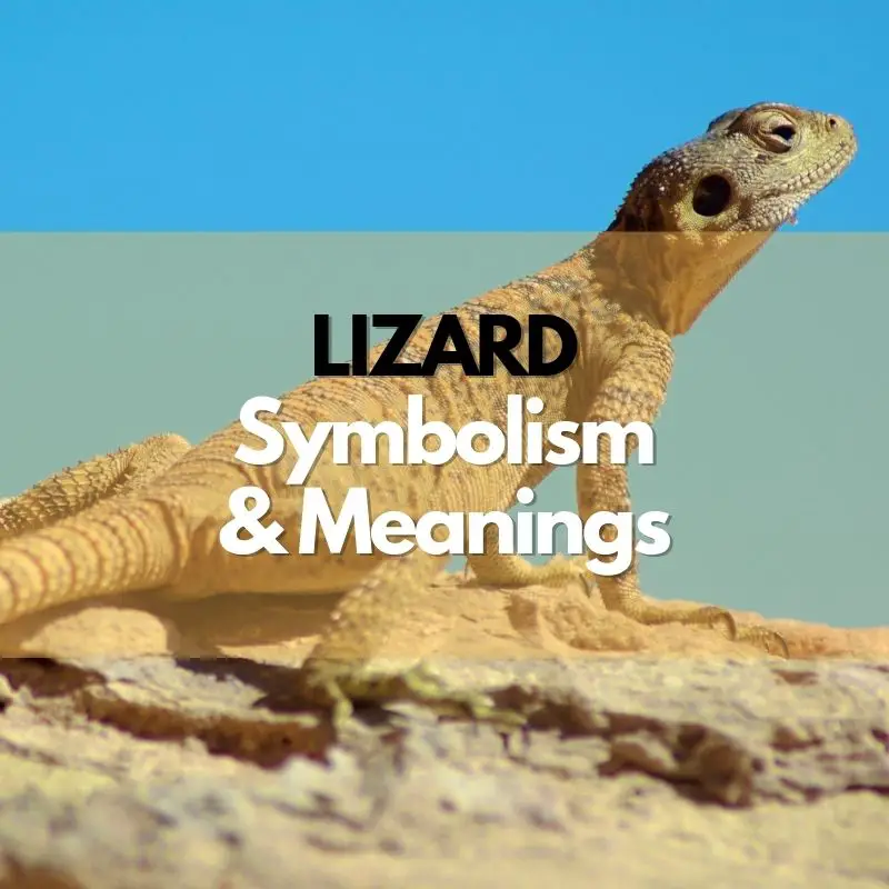 lizard symbolism meaning and history