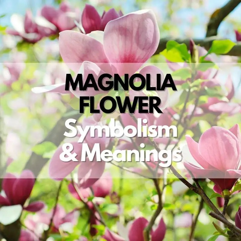 magnolia flower symbolism meaning and history