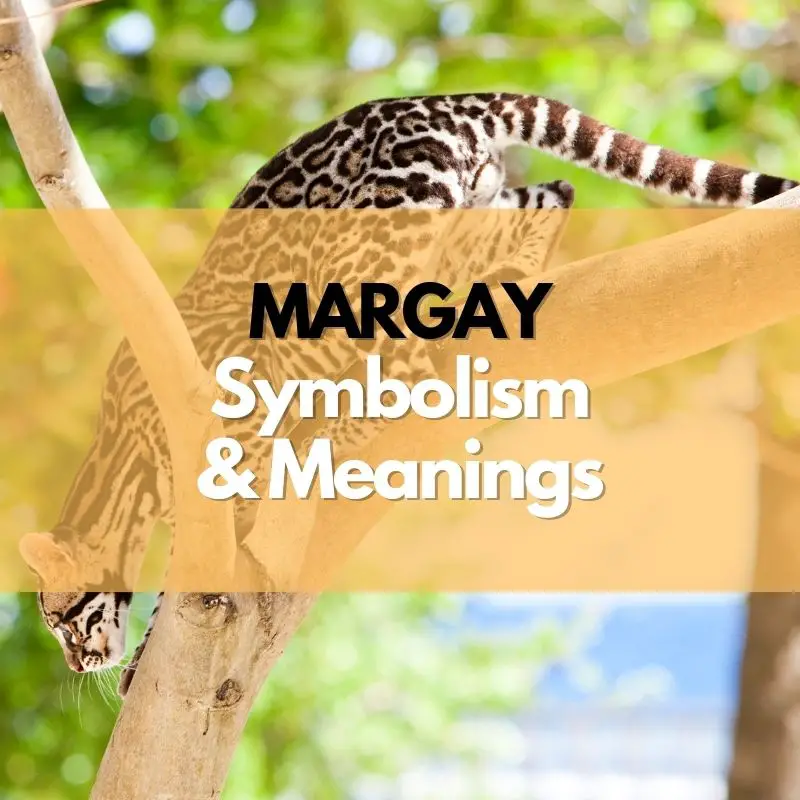 margay symbolism meaning and history