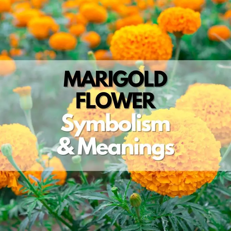 marigold flower symbolism meanng and history
