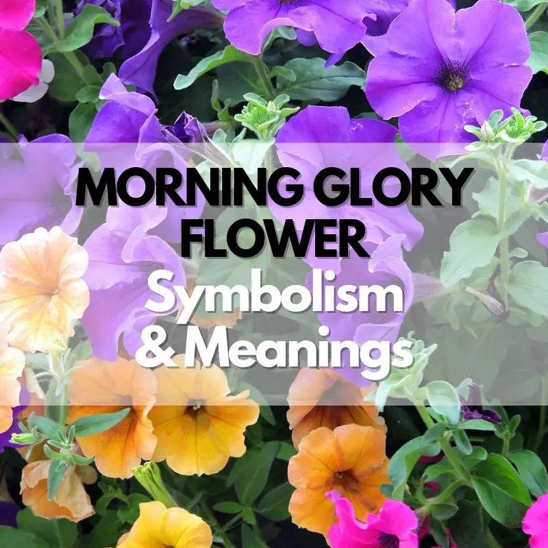 morning glory symbolism meaning and history
