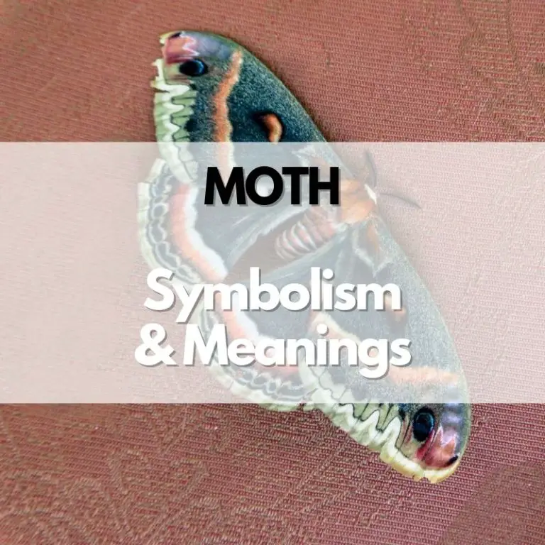 Moth: Symbolism, Meanings, and History