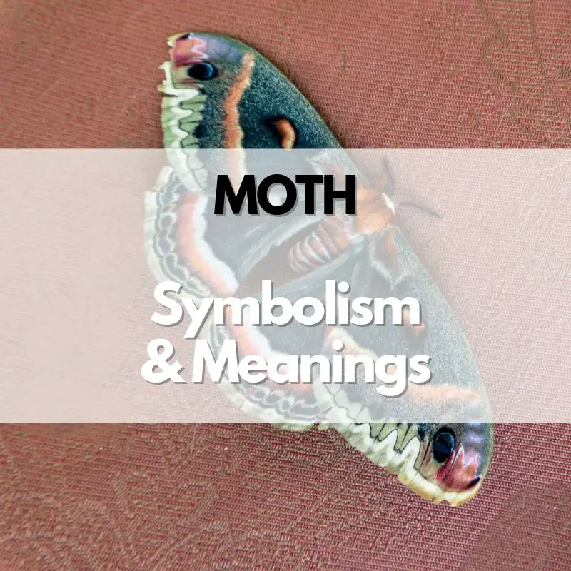 moth symbolism meaning and history