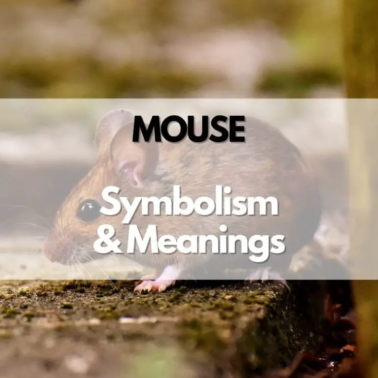 Mouse: Symbolism, Meanings, and History