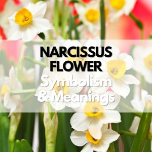 Narcissus Flower: Symbolism, Meanings, and History - Symbol Genie