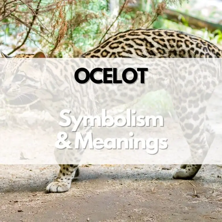 Ocelot: Symbolism, Meanings, and History