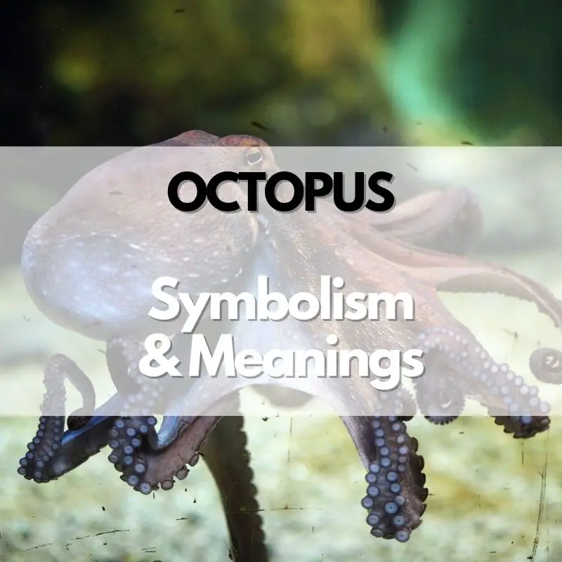 octopus symbolism meaning and history