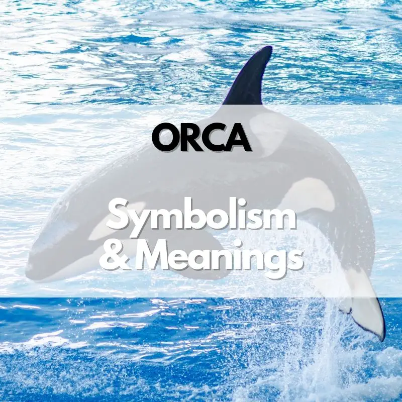 orca symbolism meaning and history