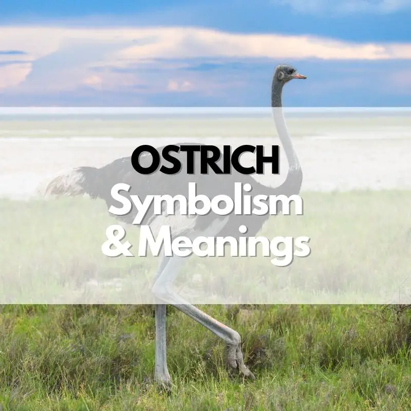 ostrich symbolism meaning and history