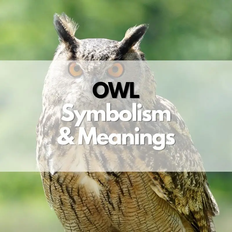 owl symbolism meaning and history