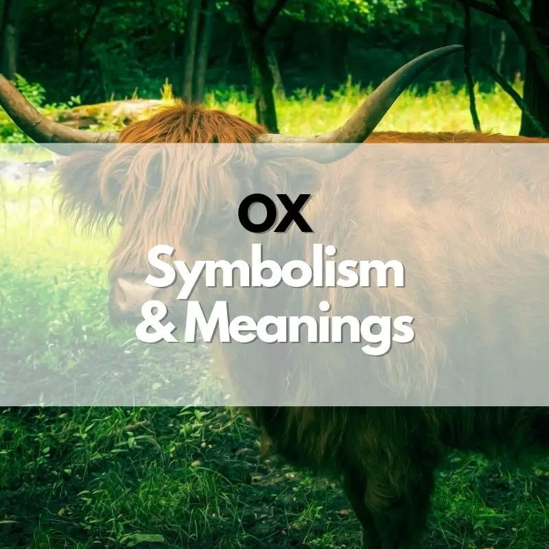 ox symbolism meaning and history