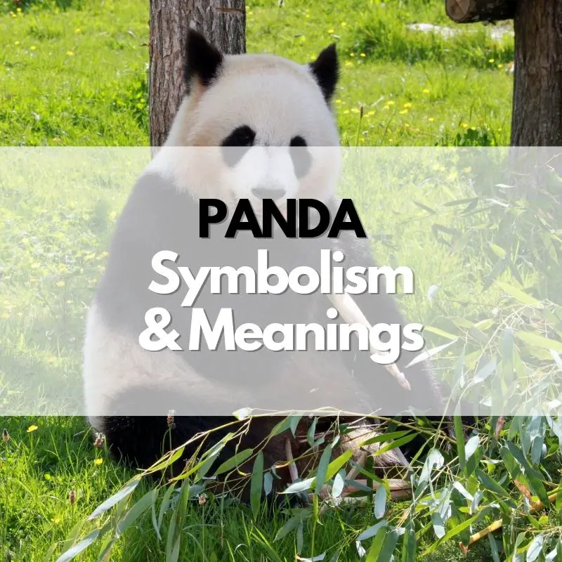 panda symbolism meaning and history