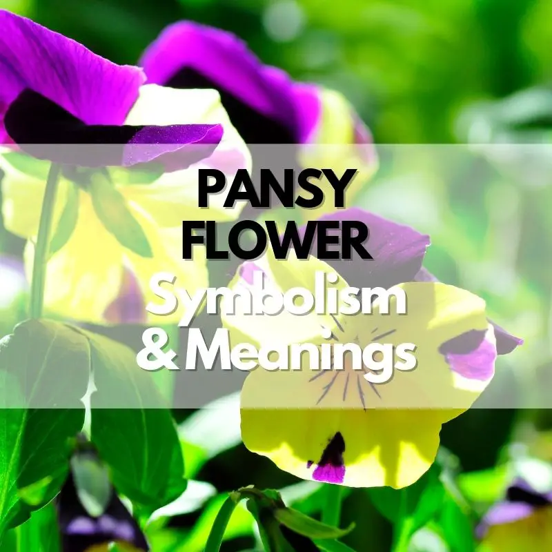 pansy flower symbolism meaning