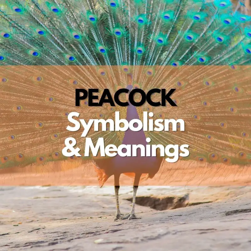peacock symbolism meaning and history