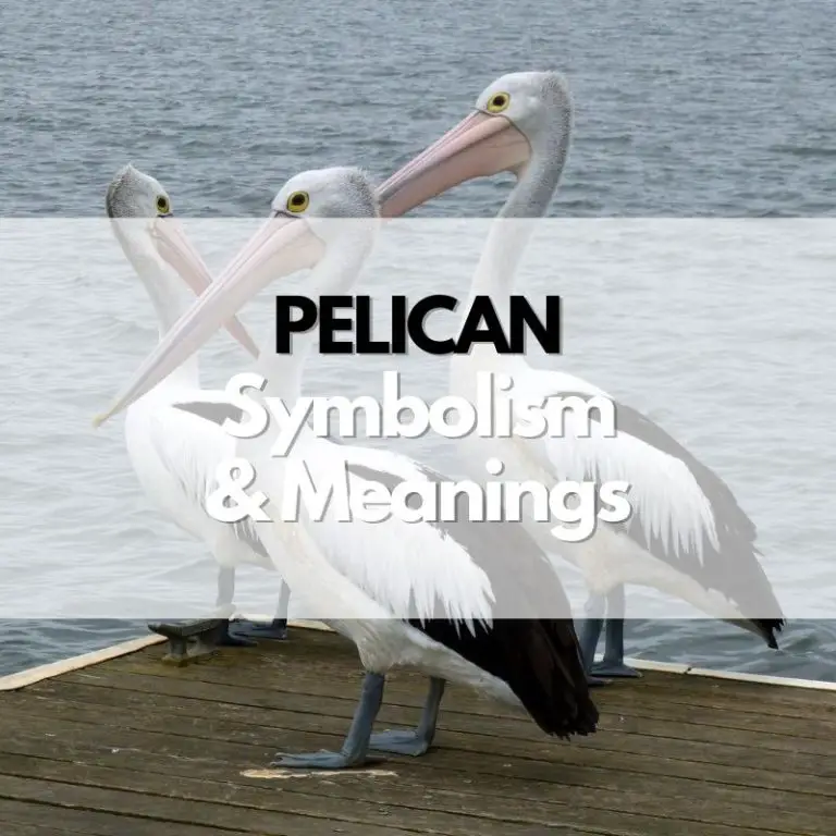 Pelican: Symbolism, Meanings, and History