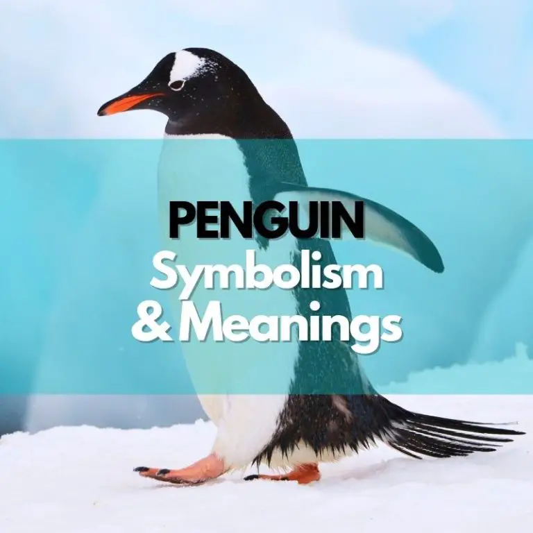 Penguin: Symbolism, Meanings, and History