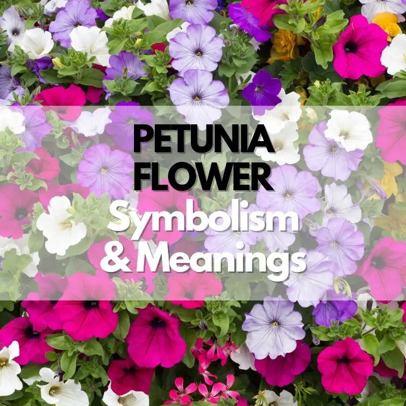 petunia flower symbolism meanings and history