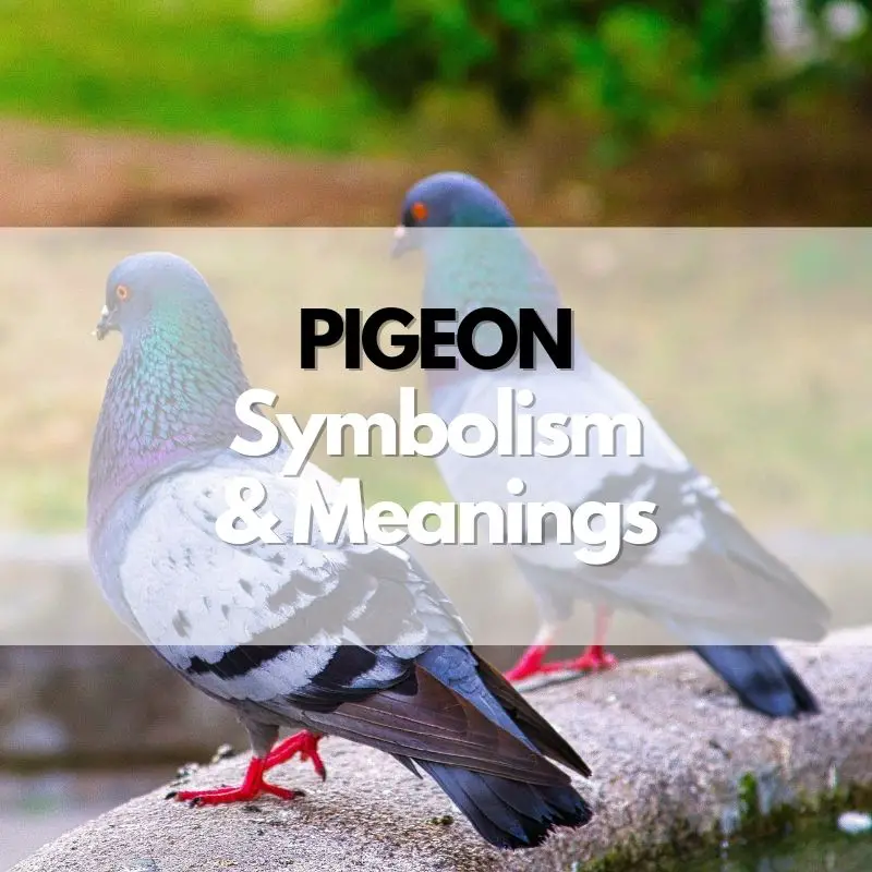 pigeon symbolism meaning and history