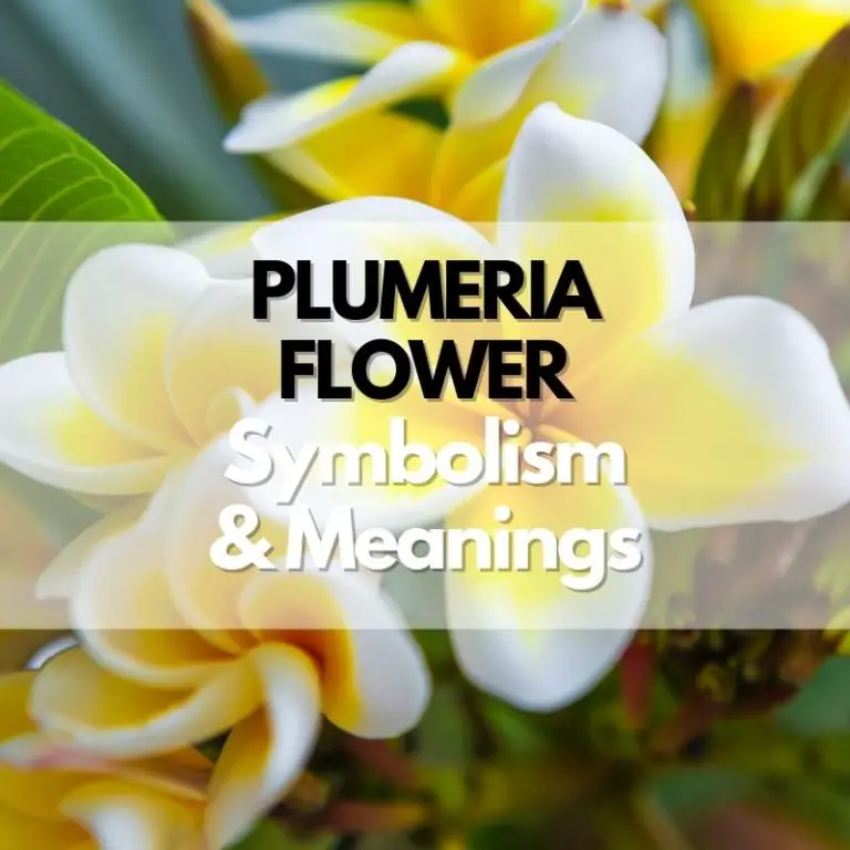 Plumeria Flower: Symbolism, Meanings, and History