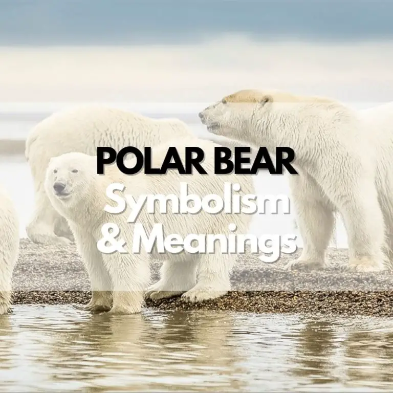 Polar Bear: Symbolism, Meanings, and History